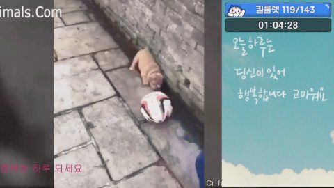 안녕하세모 라이브 썸네일