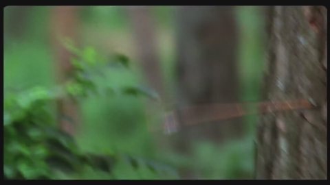 숲트리머TV 라이브 썸네일