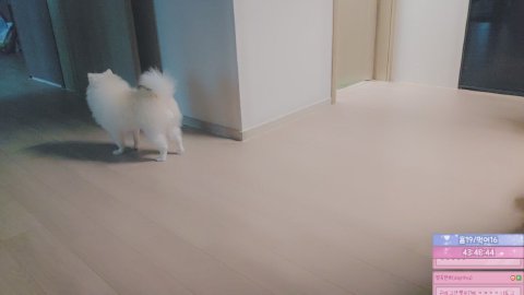 오늘은다나♥ 라이브 썸네일