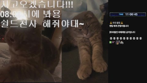 엔팁. 라이브 썸네일