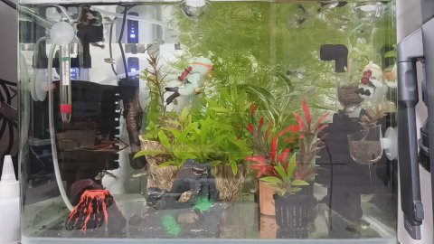 술맨뉴스TV 라이브 썸네일