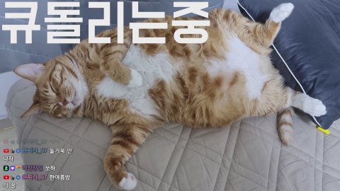 BJ쏘핫트 라이브 썸네일