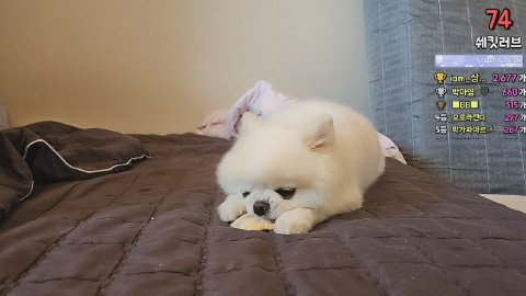 으네공주 라이브 썸네일